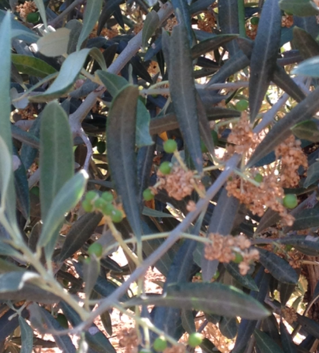 Nutrition de l`olivier dans l`tape de prfloraison