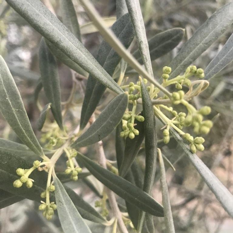 Fertilisants et engrais - dbourrement de l`olivier