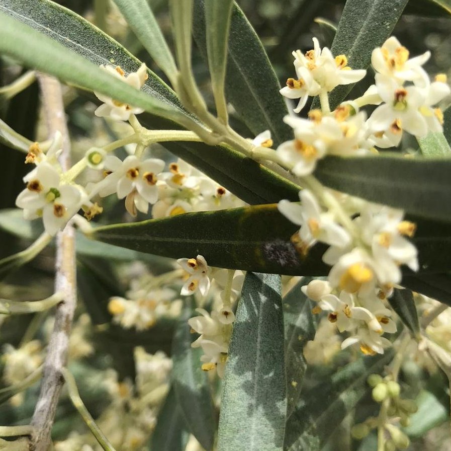 Fertilisants et engrais pour l`tape de floraison de l`olivier.