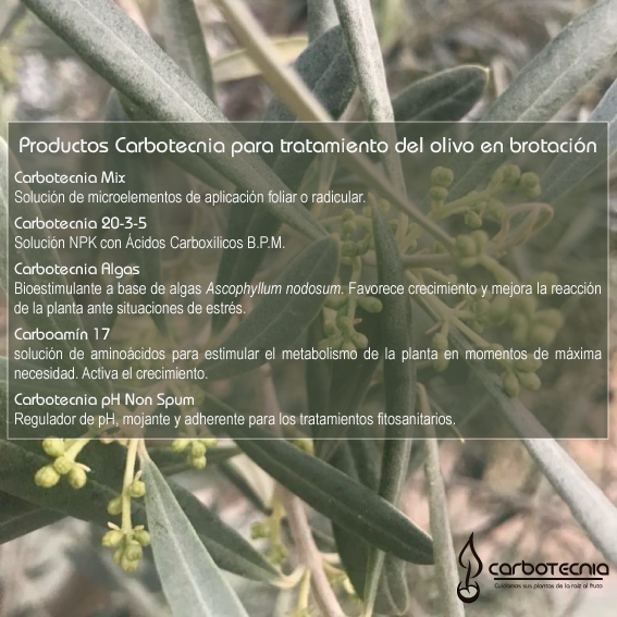 Engrais et fertilisants Carbotecnia pour l`tape de pr-floraison de l`olivier